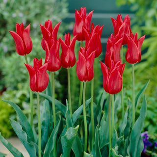 Tulipe à fleurs de lys - rouge - Tulipa - Accent fort, forme élancée - 5 bulbes