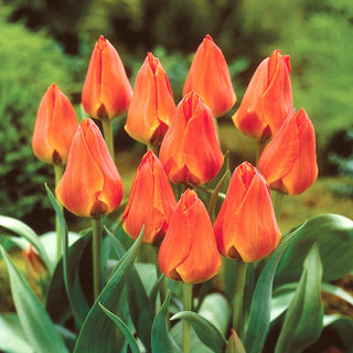 Tulipe - Orange Elite - Tulipa - Éclat orange, succès printanier - 5 bulbes