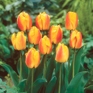Tulipe - Oxford Wonder - Tulipa - Couleurs vives dans les massifs printaniers - 5 bulbes