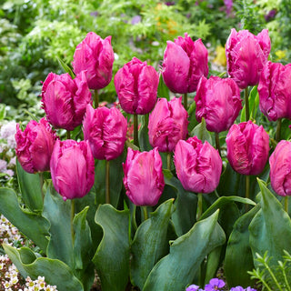 Tulipe - Parrot Prince - Tulipa - Pétales finement dentelés - 5 bulbes