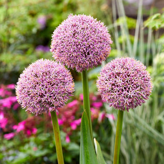 Ail d'ornement - Lucky Balloons - Allium - Fleurs violettes majestueuses
