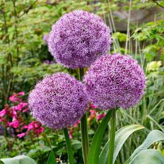 Ail d'ornement - Party Balloons - Allium - Boules violettes dans le massif