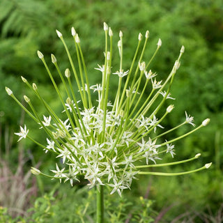 Ail d'ornement - Arctic Snow - Allium - Étoiles blanches au jardin