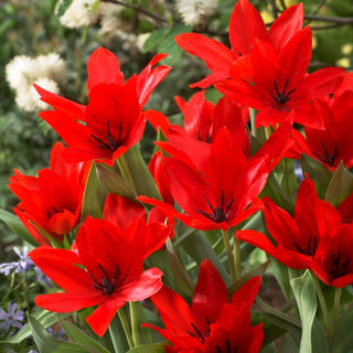 Tulipe - Praestans Zwanenburg Variety - Tulipa - Spectaculaire et résistant au froid - 5 bulbes