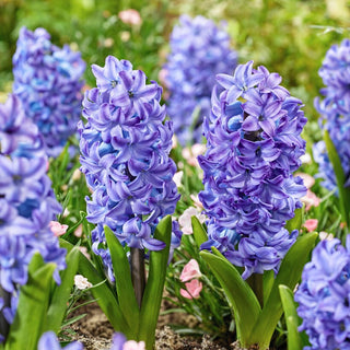 Jacinthe - aqua - Hyacinthus - Décoration de jardin fiable - 3 bulbes