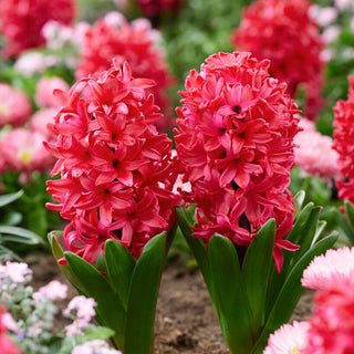 Jacinthe - Red Glory - Hyacinthus - Accent écarlate dans votre massif - 3 bulbes