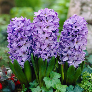 Jacinthe - Blue Star - Hyacinthus - Idéal pour massifs et parterres - 3 bulbes