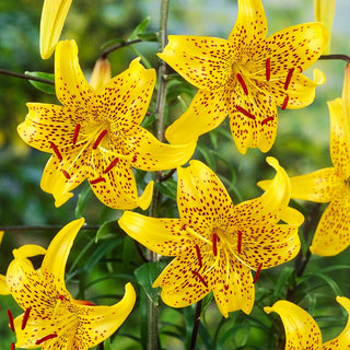 Lys tigré - Leichtlinii - Lilium - Parfum estival intense au jardin