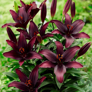 Lys asiatique - Blacklist - Lilium - Fleurs de massif intensément sombres