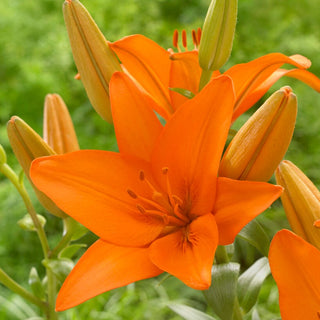 Lys asiatique - Orange Ton - Lilium - Parfait pour les vases et les bouquets