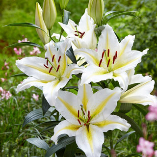 Lys oriental - Baferrari - Lilium - Décoration spectaculaire de chaque jardin