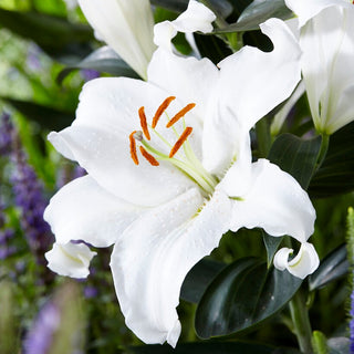 Lys oriental - Mount Aspiring - Lilium - Élégance immaculée au jardin