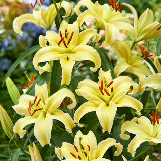 Lys oriental nain - Gold Fever - Lilium - Parfum sucré attirant les papillons