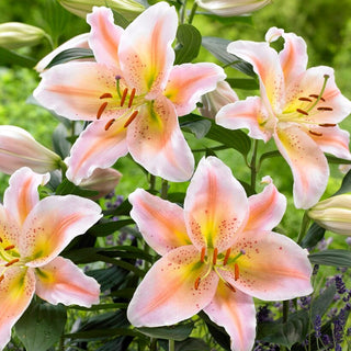 Lys oriental nain - Salmon Party - Lilium - Fleurs spectaculaires et abondantes