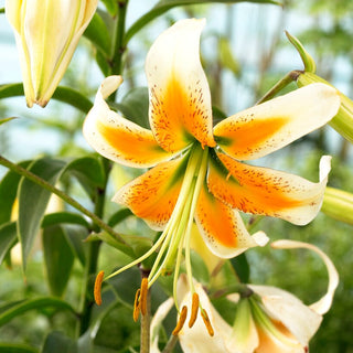 Lys - Lady Alice - Lilium - Arôme subtil qui attire les papillons