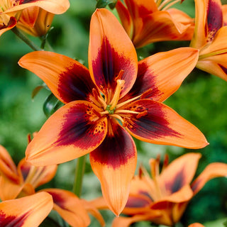 Lys - Twosome - Lilium - Couleur éclatante, charme durable