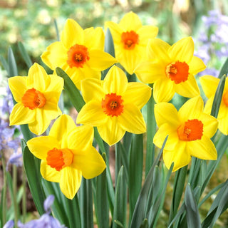Narcisse - Brackenhurst - Narcissus - Grandes fleurs spectaculaires pour massifs - 5 bulbes