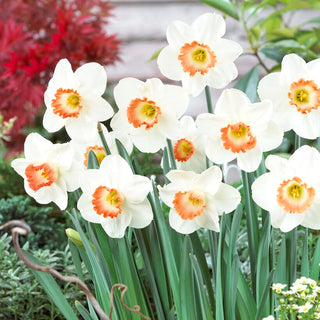 Narcisse - Pink Charm - Narcissus - Charme printanier dans chaque jardin - 5 bulbes