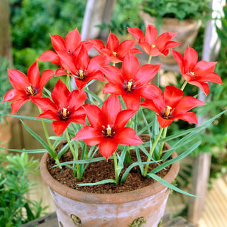 Tulipe - Linifolia - Tulipa - Exotisme printanier, couleur éclatante - 5 bulbes