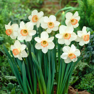 Narcisse - Pink Pride - Narcissus - Charme blanc et abricot exceptionnel - 5 bulbes