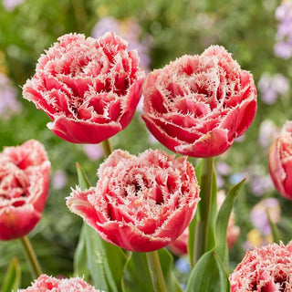 Tulipe - Brest - Tulipa - Éclat intense dans votre jardin - 5 bulbes