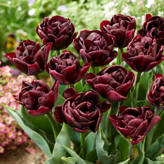 Tulipe - Canyon - Tulipa - Fleurs pleines et superposées - 5 bulbes