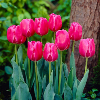 Tulipe - Carola - Tulipa - Choix fiable et spectaculaire - 5 bulbes