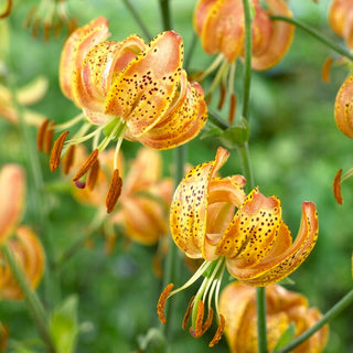 Lys martagon - Peppard Gold - Lilium - Fleurs orange juteuses