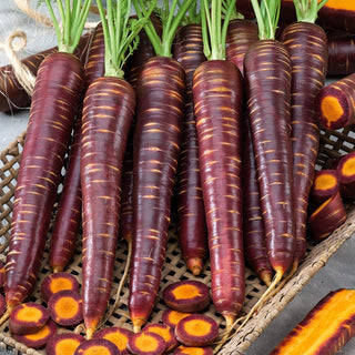 Carrot Paloma - Sweet and Delicate, Easy to Grow - Premium Seeds