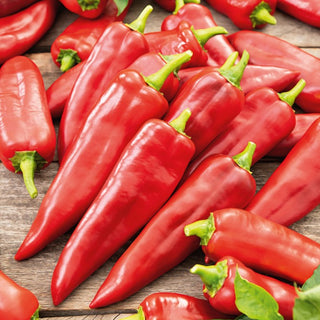Sweet Pepper Parade - Sweet and Delicious, for Cultivation in Greenhouses, Tunnels, and Open Field - Premium Seeds