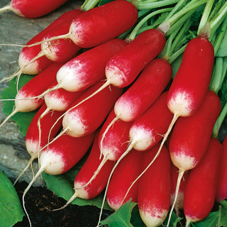 Radish French Breakfast 3 - Mild Flavour and Rich in Nutrients - Premium Seeds