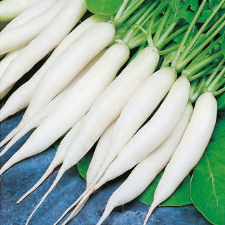 Radish Rampouch - Mild Flavour, Perfect for Everyone - Premium Seeds