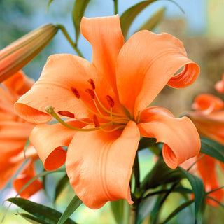 Lys - Pearl Justien - Lilium - Floraison estivale éblouissante