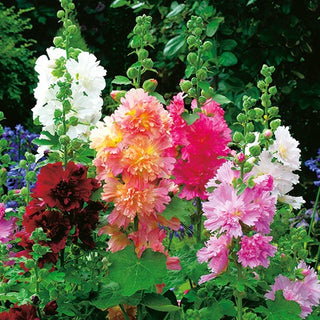 Rose Trémière Naine - Queeny - Spectaculaire et bien ramifiée - Alcea rosea