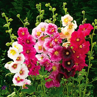 Rose Trémière Naine - Indian Spring - Décoration estivale pour massifs bas - Alcea rosea