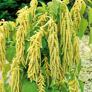 Amarante Queue de Renard - Vert - Impressionnant, ornemental, résistant à la sécheresse - Amaranthus caudatus