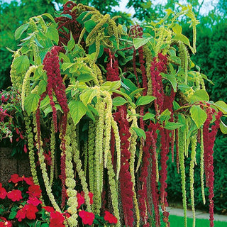 Amarante Queue de Renard - Mélange - Inflorescences retombantes, floraison prolongée - Amaranthus caudatus