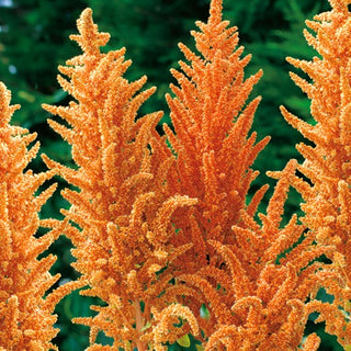 Amarante Rouge - Hot Biscuits - Haut et spectaculaire, résistant à la chaleur - Amaranthus paniculatus