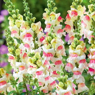 Muflier - Appleblossom - Mélange subtil de rose et de blanc - Antirrhinum majus maximum