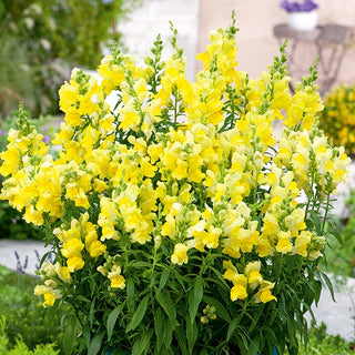 Muflier - Canary Bird - Variété joyeuse et lumineuse - Antirrhinum majus maximum