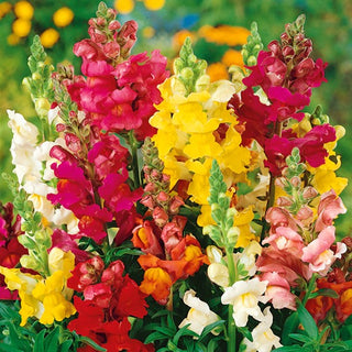 Muflier - Rainbow - Décoration colorée tout l’été - Antirrhinum majus nanum
