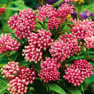Asclépiade Incarnate Carmin Rose - Exceptionnelle et vivace, résistante à la sécheresse - Asclepias incarnata - Graines Premium