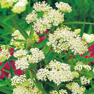 Asclépiade Incarnate Blanc - Vivace parfumée et élégamment subtile - Asclepias incarnata - Graines Premium
