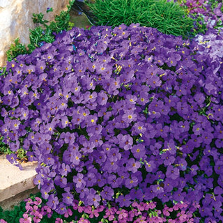 Aubriétia - Hendersonii - Violet magnifique idéal pour les rocailles - Aubrieta x hybrida - Graines Premium