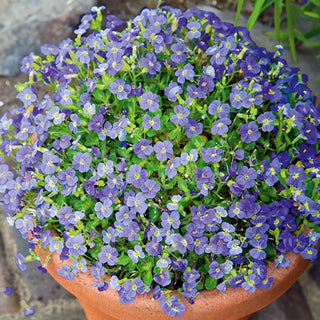 Aubriétia - Graeca - Plante décorative couvre-sol - Aubrieta x hybrida - Graines Premium