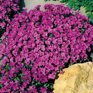 Aubriétia - Leichtlinii - Facile à cultiver et à floraison abondante - Aubrieta x hybrida - Graines Premium