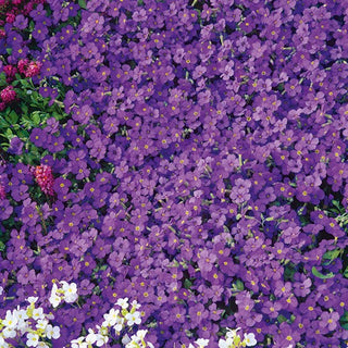 Aubriétia - Whitewell Gem - Plante vivace violette résistante à la sécheresse - Aubrieta x hybrida - Graines Premium