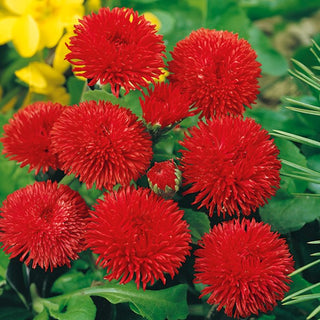 Pâquerette à Grandes Fleurs Rouge - Idéale, compacte pour massifs et bordures - Bellis perennis
