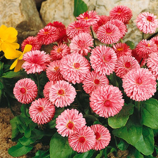 Pâquerette à Grandes Fleurs Rose - Grandes fleurs doubles tout l’été - Bellis perennis