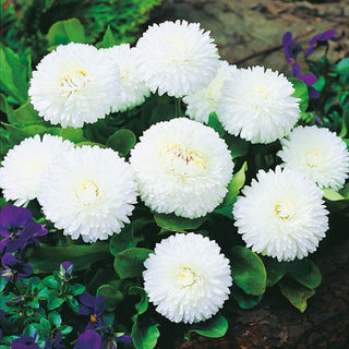 Pâquerette à Grandes Fleurs Blanc - Résistante et décorative dès mars - Bellis perennis